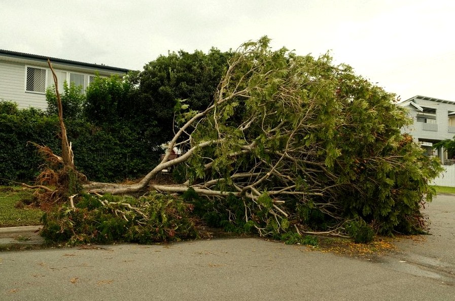 Emergency Storm Damage Tree Care in Lutz