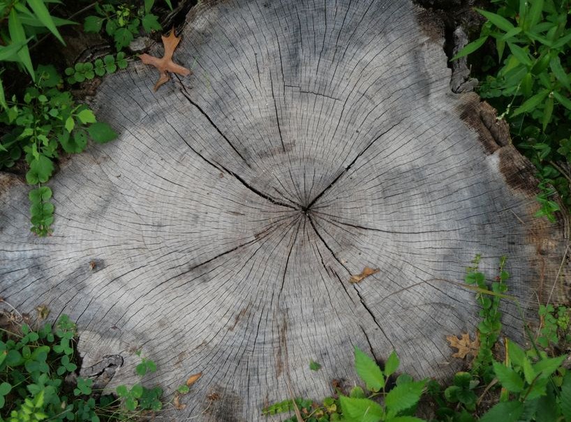 Stump Grinding in Lutz
