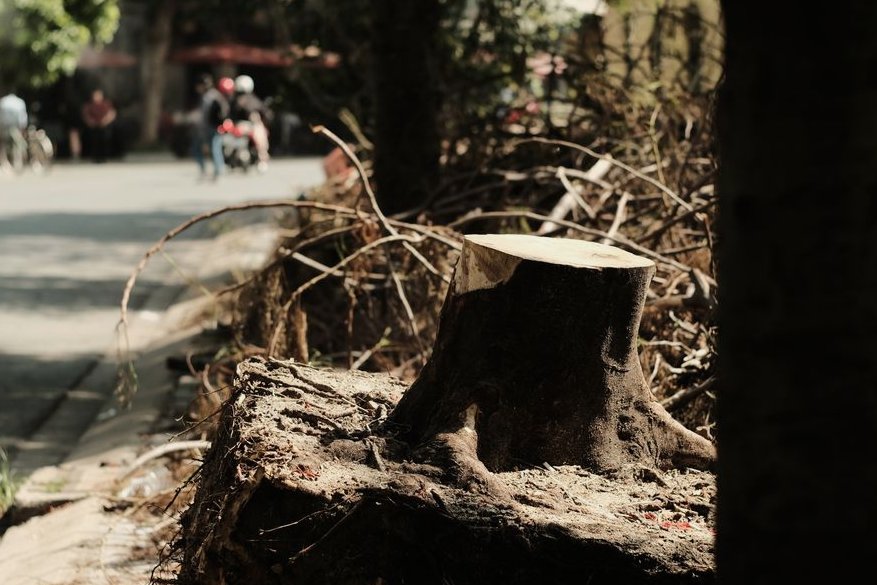 Stump Removal in Lutz