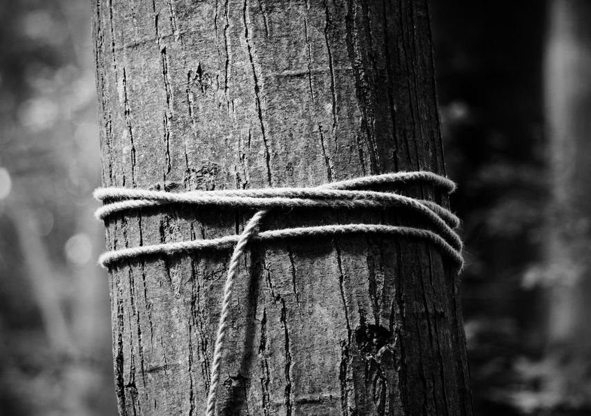 Tree Cabling And Bracing in Lutz