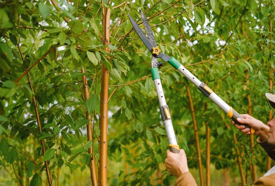 Tree Pruning in Lutz