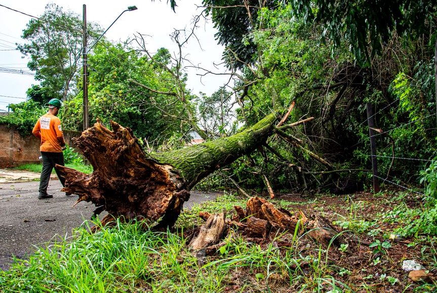 Tree Removal in Lutz