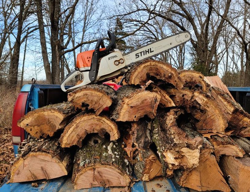 Tree Service Cost Guide in Lutz