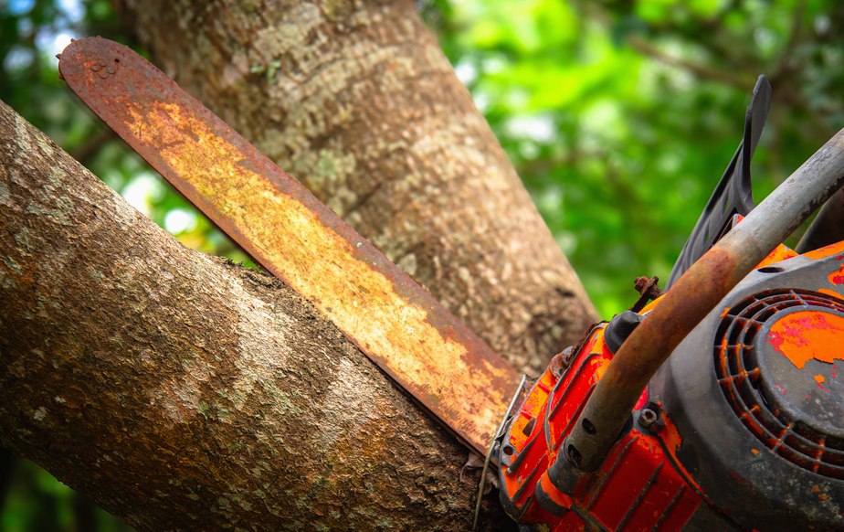 Tree Service Hiring Guide in Lutz