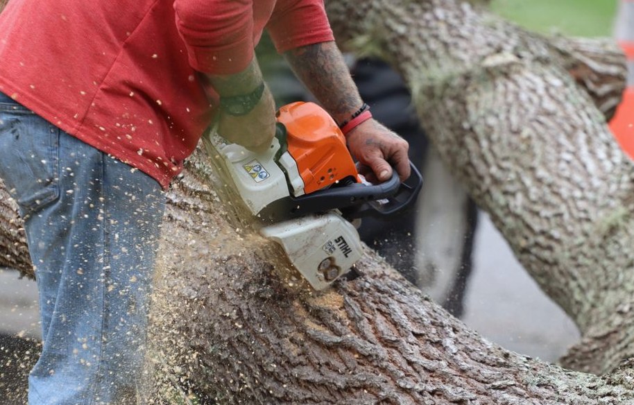 Tree Service How It Works in Lutz