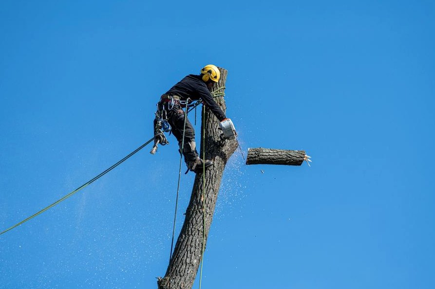 Tree Service in Lutz