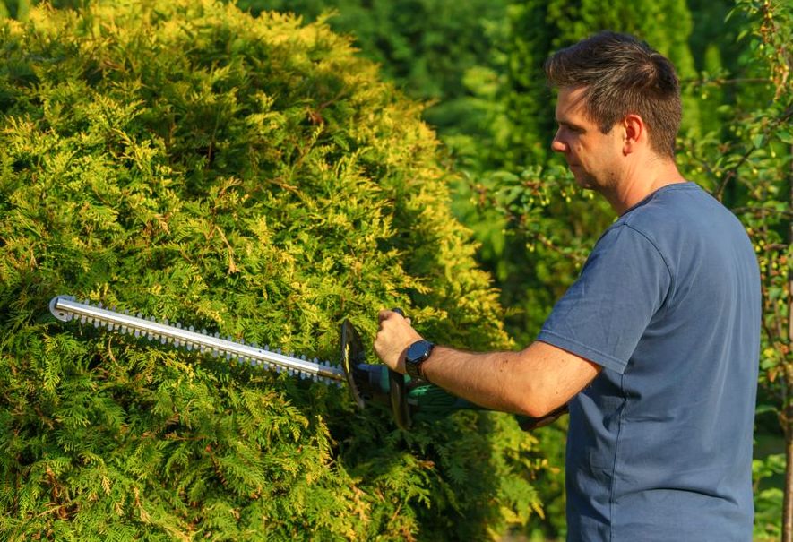 Tree Trimming in Lutz